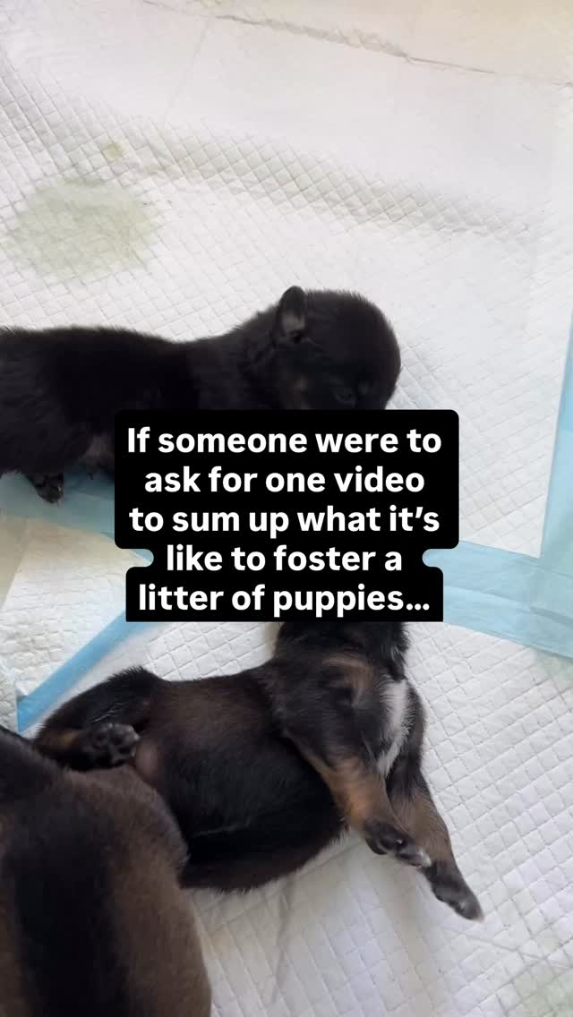 Because in an open pen of peepee pads, why WOULDNāT we poop on the dog toy in the corner??
#puppies #fosteringpuppies #shepherdpuppies #dogrescue #dogrescuelife #fosterdogs #floridadogrescue #martincountyfl #palmbeachcountyfl