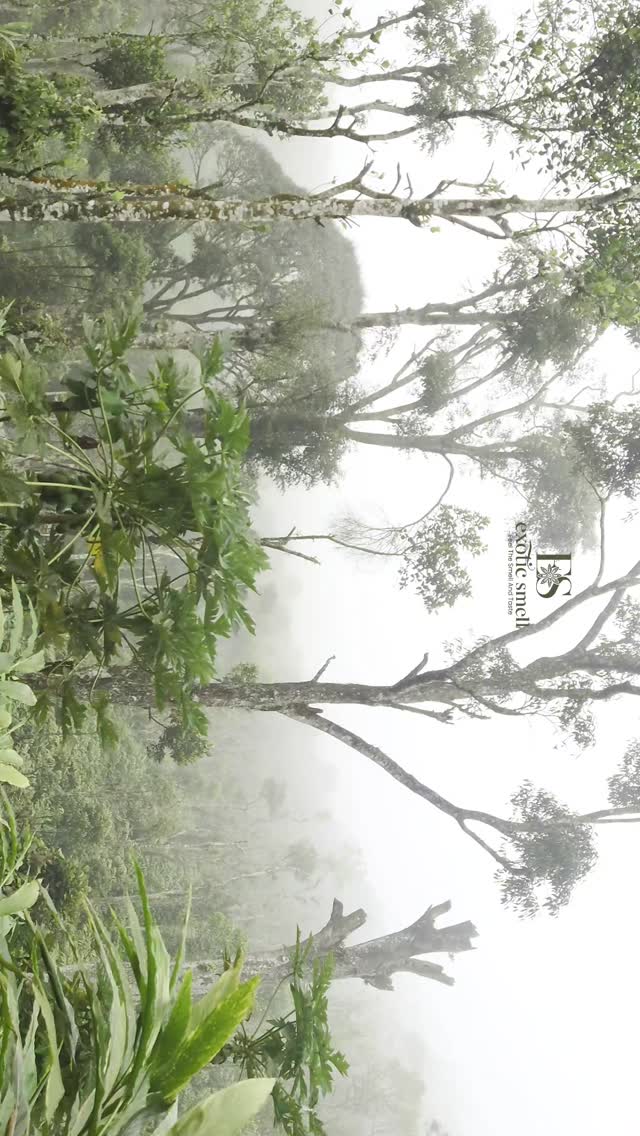 🌿 Caption Idea:
✨ Rain kisses, snow whispers, and nature’s calm in one frame.
Let the vibe take you somewhere peaceful 🌨️💫
#NatureVibes #FeelTheMoment
---
🌧️ Hashtag Set (choose your mix):
#RainingVibes #SnowyMood #NatureLover #PeacefulVibes #RainAndSnow #WinterFeels #NaturalBeauty #CalmMoments #CozyWeather #SereneNature #RainyDays #Snowflakes #SoothingVibes #NatureReel #TravelVibes #WanderSoul #MagicalNature #InstaNature #VibeCheck #WeatherMood
---