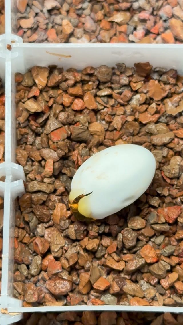 Another one out! This het ChoCho is from a Visual x Soft Scale Frap! #chocho #chochocrestedgecko