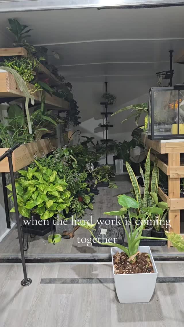 When it all comes together 🥹❤️
#smallbusiness #thehenandthechick #smallfarm #plants #greenhouse #plantsofinstagram #tropicalplants #trailer