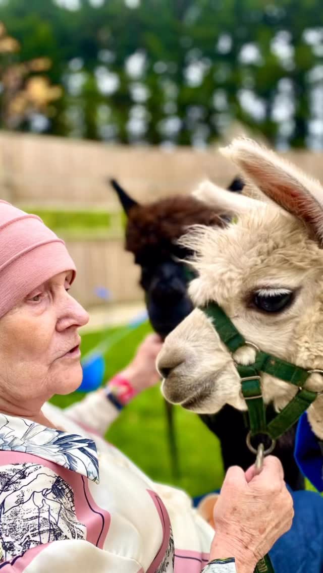 Our hearts are so full at the moment 🥰 #alpacas #warringtoncarehome #alpacahomevisit #warringtonalpacas #northwest #cheshirefarm #carehomeactivity #woodlandsalpacafarm