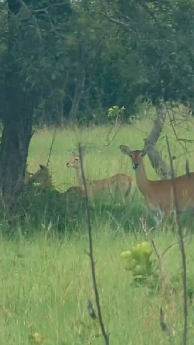 Safari is Safaring in Ghana
#insta #explore #Ghana