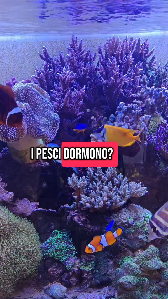 Anche i pesci hanno bisogno di riposo 🐠💤 Alcuni dormono tra le rocce, altri restano sospesi nell’acqua.
Tu lo sapevi? 👇 Scrivi nei commenti. #acquariofilia #acquariomarino #curiositàanimali #reefkeeper #pesci ”
