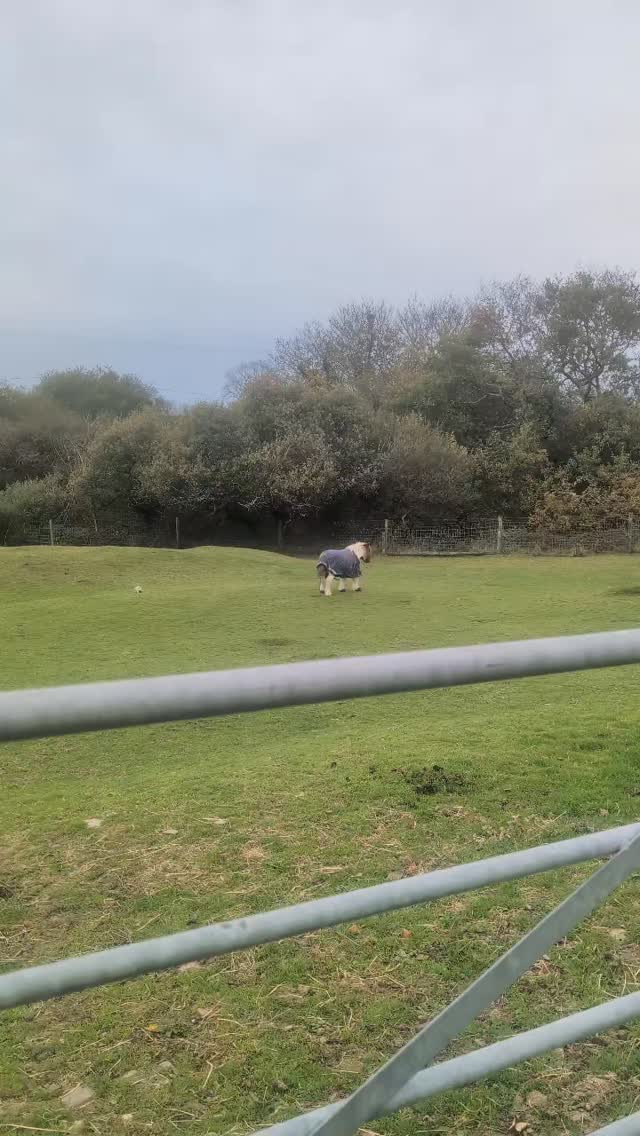 I can't begin to tell you how happy I am with Jerry's progress. Recently Jerry was diagnosed with Cushing's disease. This is very common in older horses. It can cause them to be quite lethargic and to get reoccurring bouts of laminitis which for non horsey people basically means they get really, really sore feet. Jerry had got to the stage where he was almost crippled and I didn't think that it was going to be fair to keep him in that state for much longer. However, we got the vet out and they did some blood tests and sure enough he had Cushing's disease and his insulin levels were through the roof. He has been on box rest for 2 weeks and we started him on the medication for the Cushing's disease. Today was his third day out in the paddock with his little hoof boots on for support and I can't believe how well he is walking. He also had a little trot today. He is like a completely new pony! I will keep you all updated with how he is doing and lots of videos
.
.
.
#lowerwillsworthy #jerrytheshetlandpony #shetlandponiesofinstagram #love #holidaycottagesuk #dartmoorholidays #dartmoorholidaycottage #escapetothecountry #escapetothecottage #holidaycottagedartmoor #ponylove❤️