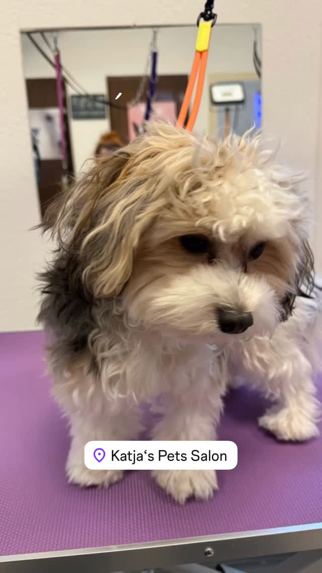 #grooming #hundesalon #luzern #grooming_luzern #hundesalonluzern #maltese #pudel #bolonka #spitz #pomeranian #havanese