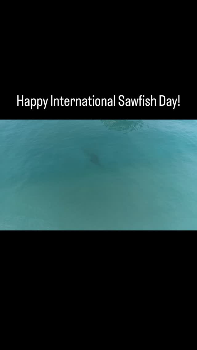 Happy International #Sawfish Day! These #rays have #evolved a particularly interesting #rostrum that looks like a double sided saw. This saw, which is effective for slashing prey #fish, also causes entanglement with #fishing nets and contributed to severe population declines. These rays are critically #endangered worldwide. Here a small tooth sawfish swims up near our #boat off @macarthurbeach. All our best to all the sawfish, today, and every day. #marinebiology #elasmobranch