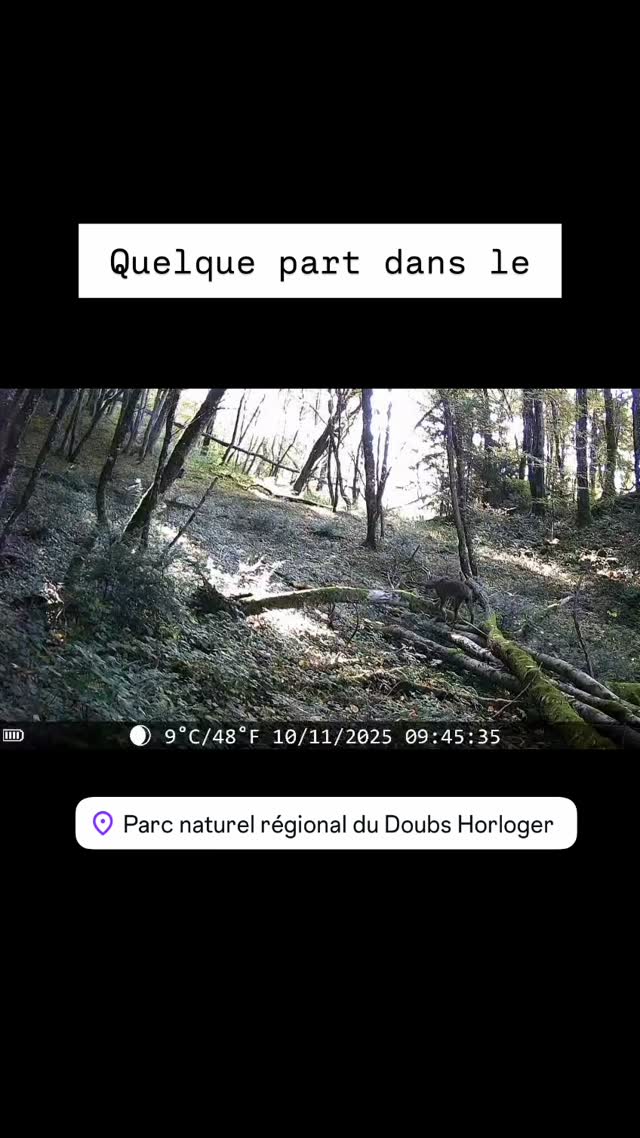 🎥 Rencontre magique avec le lynx boréal, gardien discret du @pnrdoubshorloger 🌿
Le Parc Naturel Régional du Doubs Horloger est bien plus qu’un paysage préservé : c’est un acteur clé dans la protection des espèces et des écosystèmes qui nous entourent.
🌱 Pourquoi est-ce si important ?
La biodiversité, c’est l’équilibre même de notre environnement. Chaque espèce, du plus petit insecte au plus grand prédateur, joue un rôle essentiel. Le lynx, par exemple, régule naturellement les populations de gibier et participe à la santé de nos forêts.
📍 Dans le Doubs Horloger, la nature s’écrit au présent.
#Biodiversité #DoubsHorloger #LynxBoréal #NaturePréservée #PNR #Écotourisme #VivreAvecLaNature