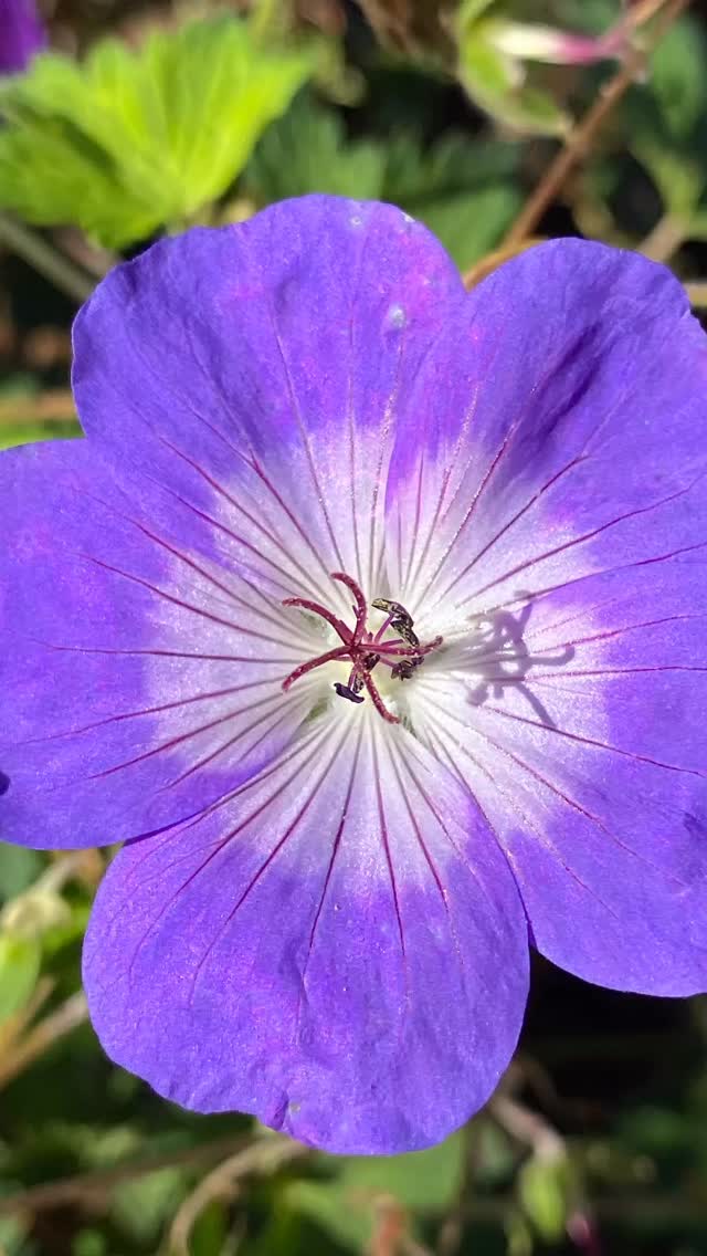 Autumn sunshine filtering through the beauty of Geranium âRozanneâ a long flowering reliable perennial with a spreading habit and tolerance of a range of soil types, these have been in flower this year for an incredible 6 months!! #horticulture #merlinlawncare #reliableperennials #gardenstructure #winchesterbusiness #hampshire