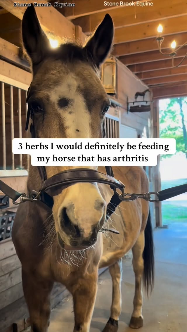 If your horse moves like they’re “just getting older,” don’t settle for that story.
Arthritis isn’t just wear and tear — it’s inflammation, tension, and pain asking for relief.
And nature has some seriously powerful answers.
💥 1. Boswellia — The Joint Firefighter
Boswellia (also called frankincense) targets deep joint inflammation where pain begins.
It blocks the enzymes that cause swelling and stiffness, helping your horse move freer, smoother, and happier.
🍒 2. Rosehips — The Gentle Rebuilder
Packed with vitamin C, antioxidants, and bioflavonoids, rosehips help rebuild connective tissue and collagen around the joints.
They’re like joint skincare — nourishing, anti-inflammatory, and natural pain relief in one.
🌼 3. Devil’s Claw — The Natural Pain Reliever
This desert herb is nature’s answer to bute — without the gut damage.
It eases chronic pain, improves mobility, and helps your horse want to move again.
🌿 Combine these three and you’re not just masking pain — you’re supporting healing from the inside out.
Because movement and herbs are medicine.
And sometimes, the best medicine grows from the ground. 🌿💚
Comment LEARN for your free acupressure guide to a healthy back
🌿 Follow for more horse tips
🌿 Learn how to massage your horse today at Stone Brook Academy 💕 Links in bio!
Special note- when feeding herbs with pharmaceutical medicine, check to make sure there aren’t any interactions. Always consult your veterinarian or nutritionist before making any diet changes.
#herbs #herbalmedicine #healer #holistichealth #ʜᴇᴀʟɪɴɢᴊᴏᴜʀɴᴇʏ