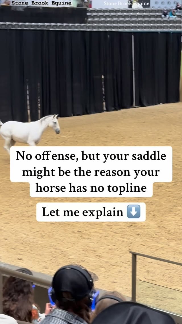 That “mystery” loss of muscle along the back? The hollow behind the withers? The dip in front of the croup?
🌿 It’s not age. It’s not lack of work.
It’s often the saddle.
An ill-fitting saddle does more than pinch — it blocks blood flow, compresses nerves, and shuts down the very muscles your horse needs to carry you.
Over time, your horse stops lifting through the back because it hurts to do so.
The result? A dropped topline, a tight neck, a sore back, and a horse that’s branded “lazy” or “resistant.”
🔥 But here’s the truth:
Your horse isn’t misbehaving — they’re protecting themselves.
When the back can move freely, the topline builds itself.
When the saddle fits, the body heals.
And when you combine that with massage and acupressure, you don’t just fix muscle — you restore trust.
The best part? You can learn how to do both massage and acupressure at Stone Brook Academy. You don’t need to be a professional to learn, just a horse owner!
Comment LEARN for your free acupressure guide to alleviate back pain 🌿
#equinemassage #equestrian #ranchlife #holistichealth #horses