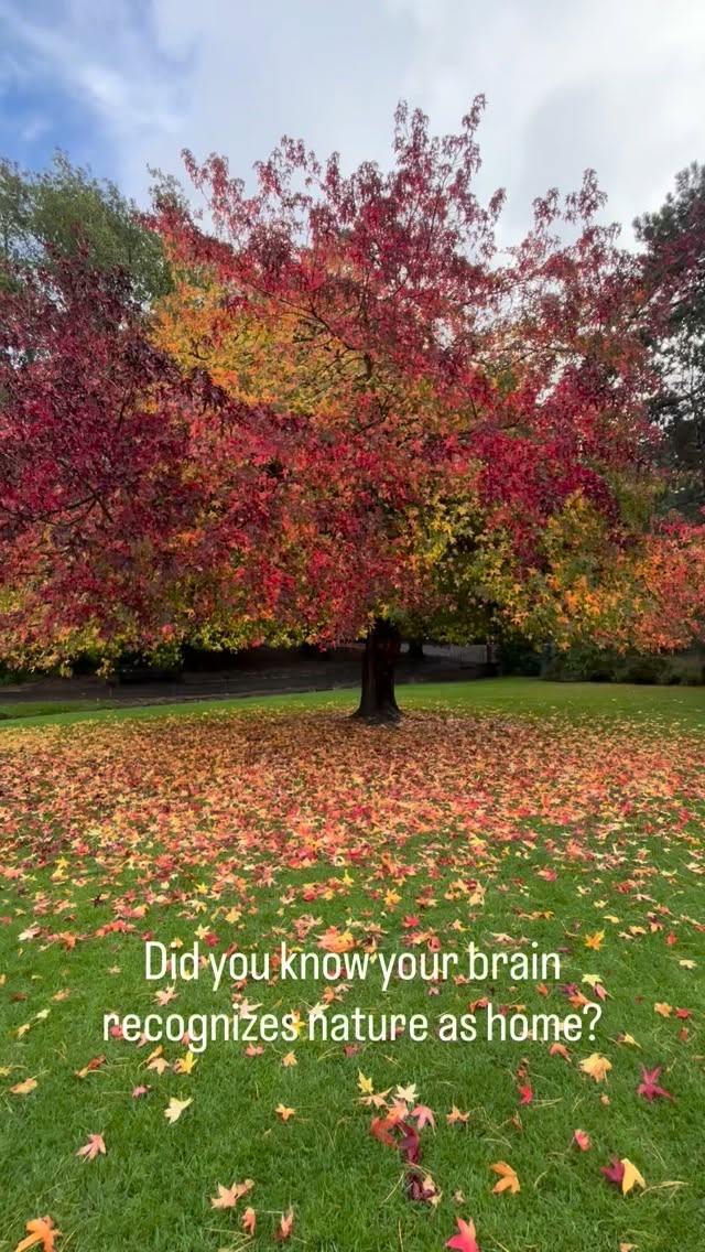 Have you heard of the Biophilia effect? 🍃
The concept suggests that humans have an innate, evolutionary bond with nature — we’re wired to feel calm, focused, and restored when we connect with natural environments because our brains evolved IN them.
Nature isn’t just beautiful — it’s biological therapy. 🌳
Studies show that time in green spaces reduces stress hormones, improves focus, and restores mental energy through a process known as Attention Restoration Theory (Kaplan, 1995).
I visited this famous tree in Bournemouth and had to return to admire its beauty again on this visit 😍 the colours at this time of year are truly breathtaking 💕
#NatureScience #MentalHealthMatters #AttentionRestoration
#lifestylemedicine