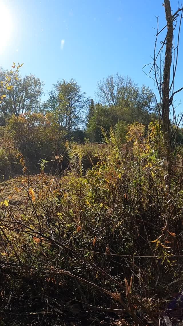 15 seconds of transformation 🔥 Clearing space. Restoring balance. #HabitatRestoration #ForestryMulching”