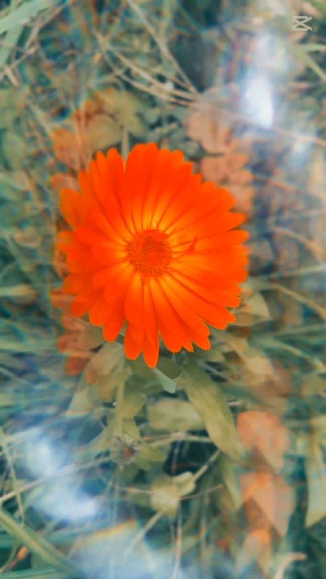 Mémé’s Garden #1: Calendula 🌼
She used to call her the sun-child of the skin.
In Mémé’s garden, calendula bloomed every summer as if she knew someone always needed a little softness.
Mémé dried her on old linen, then infused her in oil for weeks, patience was her secret ingredient.
Calendula heals, soothes, softens.
It tames the fire of red, dry, irritated skin.
It brings light where tension once lived.
No perfume, no fuss. Just the sun in a jar.
✨ Mémé’s Garden. an ode to the plants that carry her wisdom.
———————-
Mémé’s Garden #1: Calendula 🌼
Ze noemde haar het zonnekind van de huid.
In Mémé’s tuin bloeide calendula elke zomer alsof ze wist dat er altijd iemand wat zachtheid nodig had.
Mémé liet haar drogen op een oude linnen doek, en zette haar dan wekenlang te trekken in olie, geduld was haar geheim ingrediënt.
Calendula heelt, kalmeert, verzacht.
Ze temt de vurigheid van rode, droge, ruwe huid.
Ze brengt licht waar spanning zat.
Geen parfum, geen poespas. Enkel de zon in een potje.
✨ Mémé’s Garden, een ode aan de planten die haar wijsheid dragen.
#memesgarden #mememagique #memenature #ancestralskincare #slowbeauty #botanicalskincare #calendula #healingbotanicals