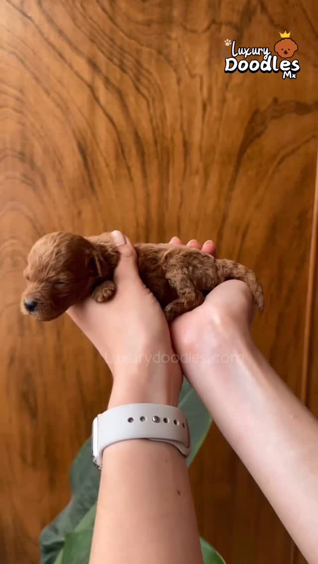 Ruby fue criada a mano, con paciencia y amor 💛
De días frágiles y desvelos… a una vida plena y llena de cariño🐾✨
#luxurydoodles #crianzaconamor