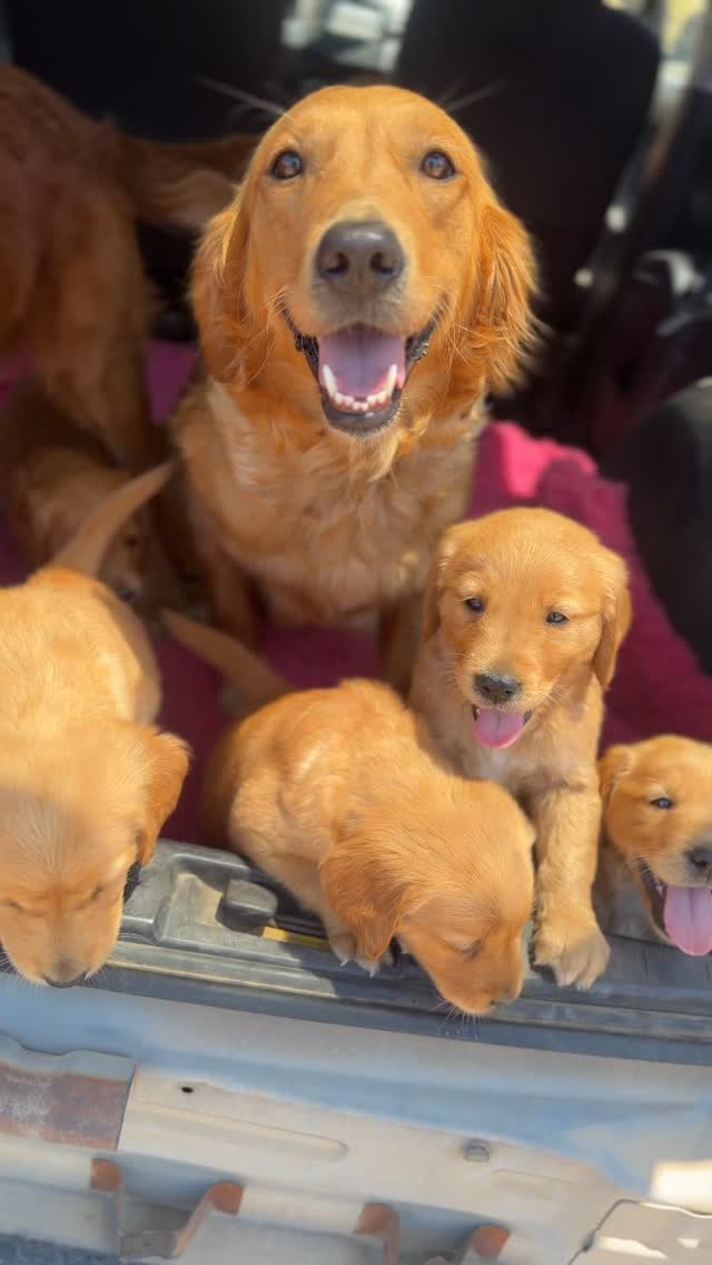 🎥 The Whisper x Dexster Junior pups went for another car ride today with mum and dad — I’ve honestly lost count of how many now, but they handle every trip like true champions.
These little beauties have Whisper’s smiling face and Junior’s calm nature — such a perfect mix. Watching the video back, I couldn’t help but notice how great Junior’s looking these days. He’s getting older but still acts like a big playful puppy — absolute superstar.
It’s been a busy few months here, but we’ve only got one litter planned over the next six months, so a little break will be nice. Very happy with how these pups are coming along — they’re everything I could’ve hoped for.
#UKFieldGoldens #ActivGoldens #TrainDontRestrain #GoldenRetrievers #FieldBredGoldens