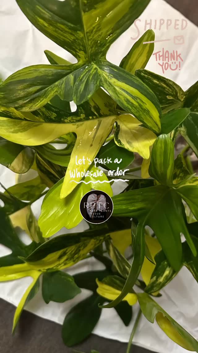 Pack with us!
Unicorn plants and wholesale potted plants are now available in our shop with prices listed at our website www.rareplantstissueculture.com/wholesale-potted-plants
#philodendronpedatumvariegata #philodendronpedatum #hybridplants #wholesale #rareplantstissueculture