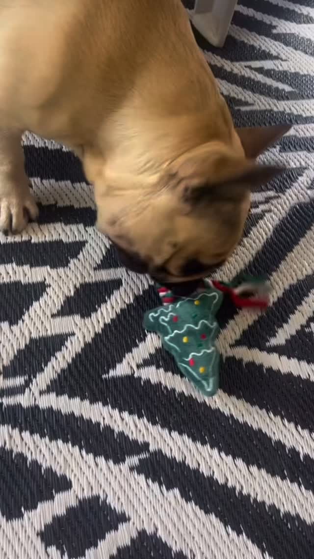 🎄LET THE GAMES BEGIN 🎄
Our sweet little Christmas trees are squeaky, soft and Santa-approved! 🎅🏻
Get yours for R75 at @zoomiesclub25 or DM to order.
#supportlocalbusiness #christmasdog #merry