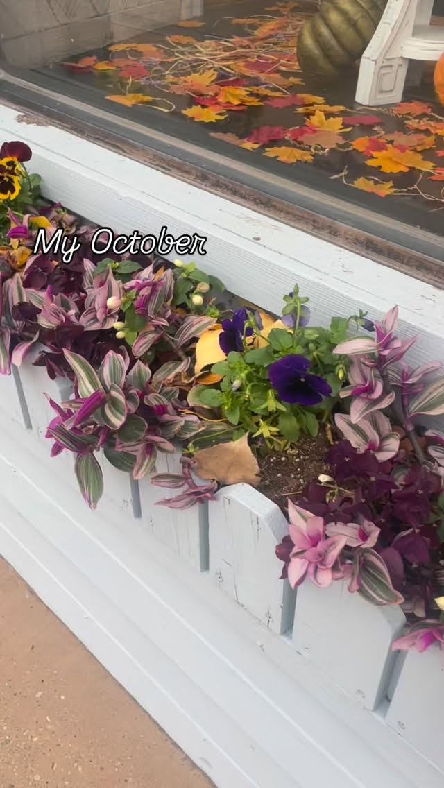 Say YES to fall pansies! Always thought of just for spring but they are the PERFECT fall color bloom! #codywyoming #dosomethingyoulove #mylittleplantshop #zone4gardening #getdecorating #pansies🌸