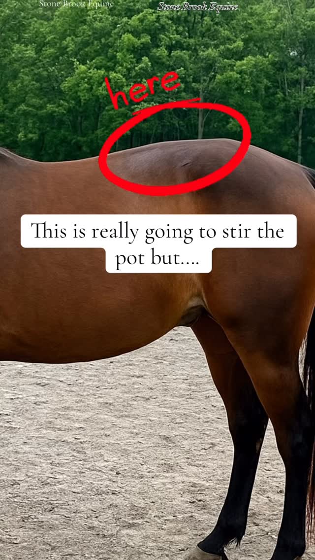 🐴 “You were told a roach back can’t be fixed…”
But that’s not the truth.
What most people see as a permanent flaw in the topline is often your horse’s body crying out for help — from deep muscle tension, old compensation patterns, and a lack of correct movement.
The good news?
💫 With the right combination of massage, acupressure, and rehab exercises, you can reshape that topline — naturally.
Here’s how we do it:
🌿 Massage: Releases the chronic tightness along the longissimus and lumbar region that keeps the spine “locked up.” Once that tension melts, the back can start to lift again instead of brace.
🌿 Acupressure: Activates the body’s own healing response, releasing blocked energy and improving circulation through the back chain — especially key points along the Bladder Meridian.
🏇 Long & Low Rehab Exercises: These teach your horse to stretch through the topline, engage the core, and build true strength — not just stiffness that looks like muscle.
When you combine these methods, you’re not just fixing a roach back —
you’re restoring balance, mobility, and comfort so your horse moves like they were always meant to.
✨ If this is what you want for your horse…
you don’t have to guess your way through it.
Inside my Online Equine Bodywork Academy, I’ll walk you through exactly how to:
🔹 Identify postural issues (like roach back, hunter’s bump, sway, or dropped toplines)
🔹 Use massage and acupressure for real structural change
🔹 Apply specific stretches and exercises that rebuild symmetry
This isn’t theory — it’s transformation.
Ready to learn how to fix it the right way?
🎓 Enroll now → links in my bio 💕
🌿Comment LEARN to get my free acupressure guide for the horse’s back!
#herbalmedicine #holistichealth #healer #equestrian #ranchlife