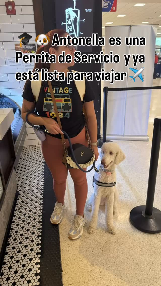 Antonella es una Perrita de Servicio que hemos entrenado para nivelar su “stress” y que pueda ser una buena compañera en todo momento y cumplir con sus funciones de servicio.
Hoy se va de viaje con su Dueña y el resultado ha sido una Antonella calmada y enfocada.
ENTRENARLOS CORRECTAMENTE antes de llevarlos a lugares públicos y/o donde pueda haber mucha actividad, personas, ruido, etc., es importante!
Para más información WhatsApp al(787)232-5994.
#entrenamientodeperros #dogtraining