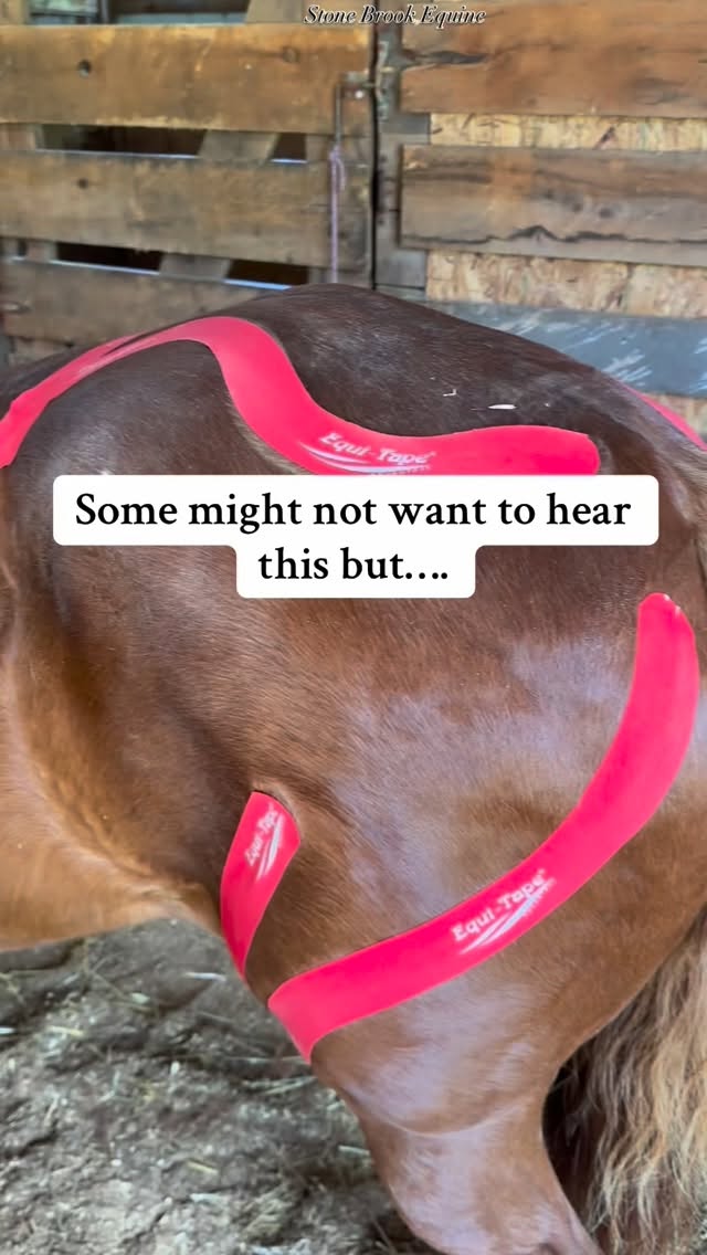 If your horse is sore — don’t just ride through it.
Pain isn’t a training problem. It’s information.
Every pinned ear, hollowed back, or uneven step is your horse’s nervous system saying, “Something’s not right.”
And when we ignore that — it becomes a scream.
Here’s the truth:
You can’t strengthen a body that’s in pain.
You can’t build topline on tension.
And you can’t “push through” soreness without creating a compensation pattern somewhere else.
So before you saddle up again, pause — and listen to what the body is trying to say.
🌿 Massage releases the bound-up fascia and muscle tightness that restrict range of motion and circulation — allowing real relaxation and healing to begin.
🌿 Acupressure activates the body’s own repair systems, easing inflammation and restoring balance through the meridians that influence the back, hind end, and limbs.
🏇 Long & Low Rehab Exercises rebuild strength the right way — encouraging the horse to lift through the back, engage the core, and move symmetrically without pain or brace.
When you address the root — not just the symptom — your horse stops fighting their body… and starts moving like themselves again.
✨ This is exactly what I teach inside my Online Equine Bodywork Academy — how to:
🔹 Read the early signs of soreness before they turn into injury
🔹 Use massage and acupressure for lasting relief
🔹 Rebuild correct posture and strength through targeted rehab work
Because “ride through it” is outdated advice.
It’s time to work with your horse’s body — not against it.
🎓 Learn how inside Stone Brook Academy
Your horse isn’t being resistant — they’re being honest. Learn to listen.
🌿 Comment LEARN to get my free acupressure guide
#equestrian #rancher #cowhorse #horsesontiktok #bodywork