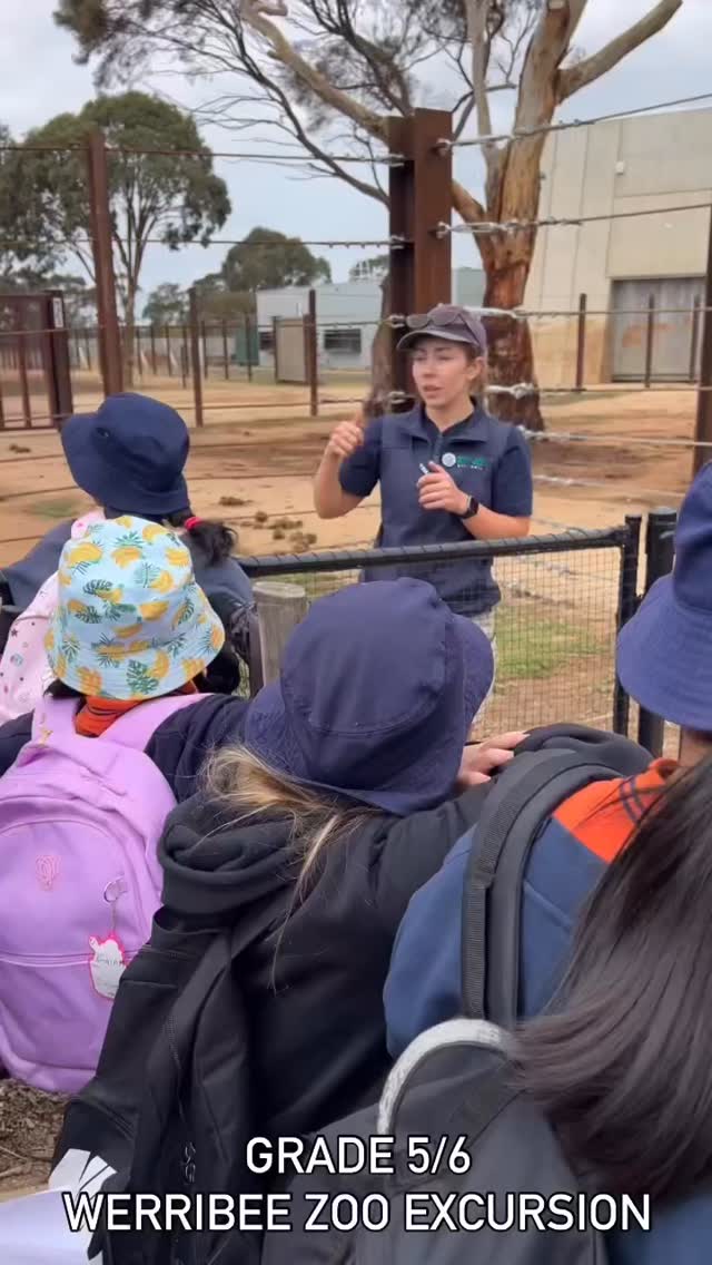 Some images from today’s 5/6 Werribee Zoo excursion
