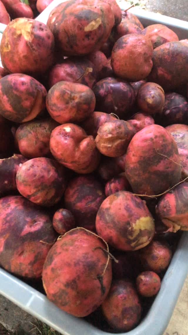 Potato destination!