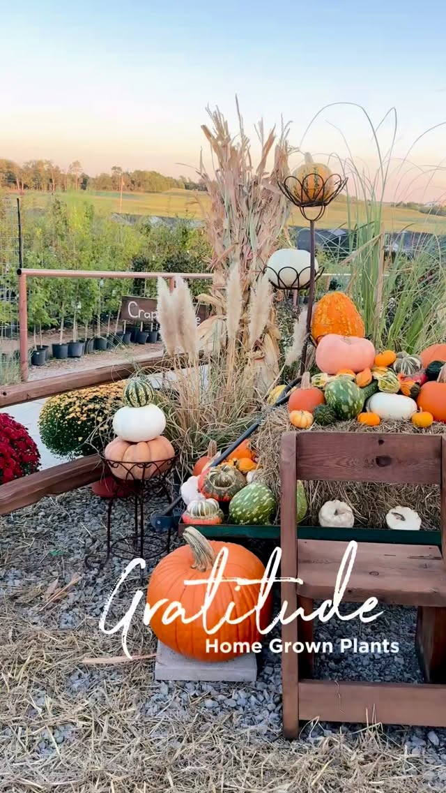 We are full of gratitude for everyone’s continued support. Thank you for joining us at our 2nd Annual Fall Festival!! #homegrownplants #hgp380 #fallfestival #plantlover #pumpkin #mums #chrysanthemum #shoplocal #farmersville