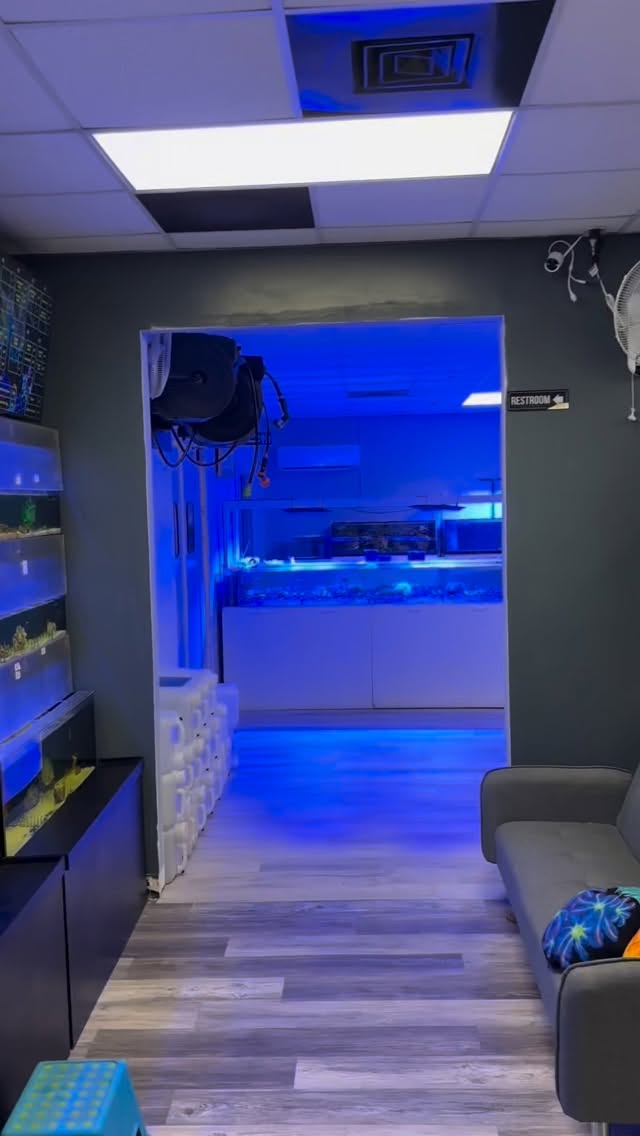 Our brand-new Coral Room is OPEN! 🪸
Come explore a space fully dedicated to coral — from softies to SPS!
And don’t miss our 10-Year Anniversary Sale Nov 1–2! 🎉
.
.
.
Under The Sea
📍 3816 Sardis Church Rd, Monroe, NC 28110
📞 (980) 328-0000
🕒 Tuesday–Saturday: 11AM – 6PM
Sunday: 12PM – 5PM
Closed Monday
🔗 https://undertheseanc.com
#UnderTheSeaNC #AquariumLife #SummerVibes #OceanInYourHome #AquariumMaintenance #ReefTank #SaltwaterAquarium #CoralReef #Aquascape #FishTankGoals #reeftank #saltwateraquarium #coralreef #aquariumhobby #aquascape #reefaddict #tropicalfish #aquariumlife #fishtank #coral #reefaquarium #plantedtank #fishkeeping #aquariumsofinstagram