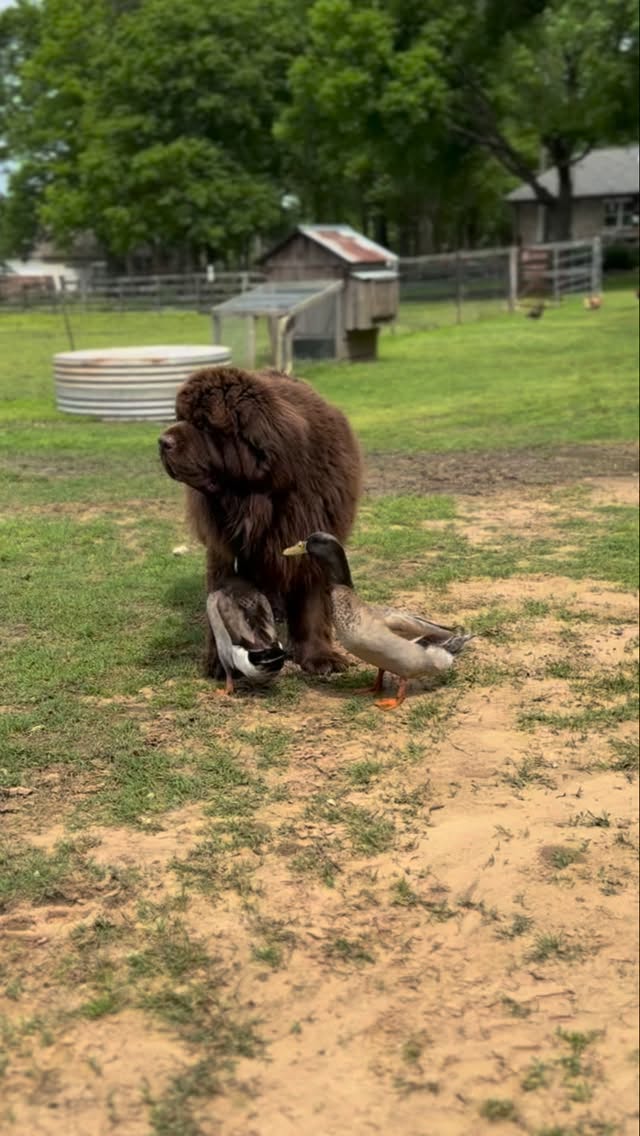 And he is one of a kind 🥰
#bestfriends #duck #dog #dogsofinstagram #ducksofinstagram #svenandolaf