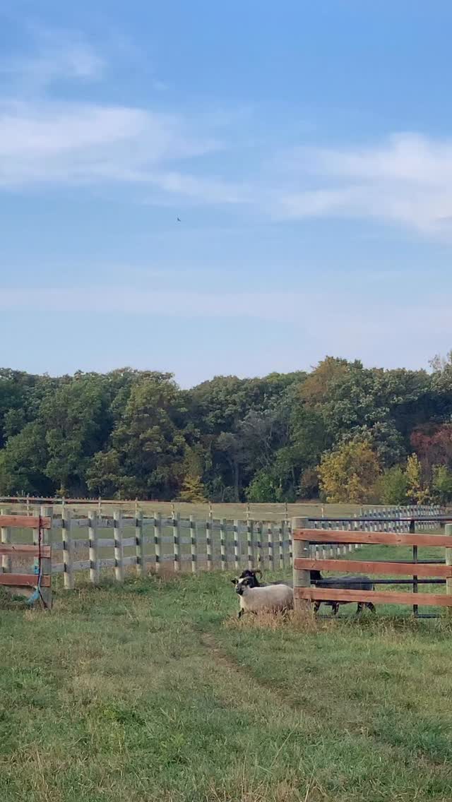 The study shows that women & men often react differently to stress. Women will focus on tending & befriending those around them. This response leads to the release of oxytocin, buffering the fight or flight tendency, & deepening bonds. It indicates that research in the 1950s was focused on male behavior where ‘fight or flight’ was observed more often. I wonder what role nature versus nurture may play in these reactions, but the study does reveal that women will do what is being dubbed ‘tend & befriend’. The inclination is to turn inwards, towards the group, to tend the young & find strength in numbers.
My humble observations of a flock of sheep support this. When the rams are removed, the ewes settle into small groups of relatives, or friends. I see their grazing groups stay tighter & their inclination to run lessen.
This is not say that ocytocin levels, & testosterone levels, don’t vary wildly in ewes. They certainly do!
There are highly independent individuals that remain on the periphery & ewes that will aggressively head butt others to establish their dominance.
But, the same goes for rams! Some will repeatedly fight, while others maintain close buddies who clump together, to avoid interacting with the aggressor. I see ‘tend & befriend’ in the ram pasture, & ‘fight or flight’ in the ewe groups. I enjoy raising a sheep that was allowed to evolve with minimal human tampering. They are domesticated enough to handle, but with their instincts & intellect still very much intact.
With the death of Jane Goodall, I’ve done a deep dive into her writings. Her keen observation is unsurpassed, but it’s her defiance to accept the status quo that resonants most with me. Her adherence to the belief that animal behavior research teaches us as much about ourselves, as it does about them.
We are so deeply influenced by ideas that go on being repeated. FIGHT, FLIGHT, CORTISOL. In contrast, TEND, BEFRIEND, OXYTOCIN. I am not a fan of dualistic thinking, so I don’t believe it’s one or the other, but being present of both feels very important.
#icelandicsheep #animalbehavior #sheep #stressresponse #stress #shepherdess #homesteadlife #ewes #homestead