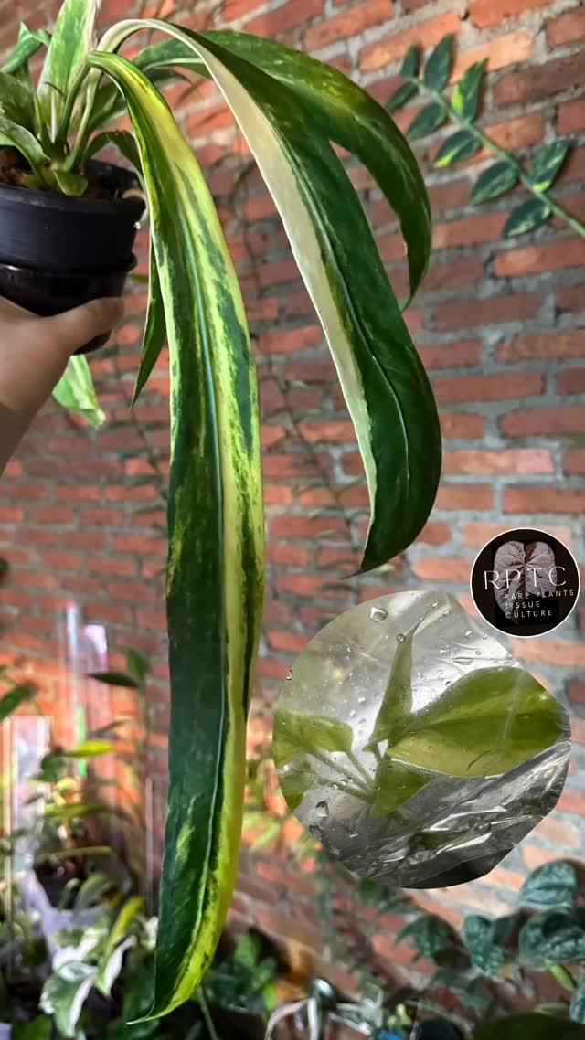 Anthurium Vittarifolium variegated, true clone, in vitro
#anthuriumvittarifoliumvariegated #anthuriumvittarifolium #invitro #available #variegatedanthurium #anthurium #rareplantstissueculture