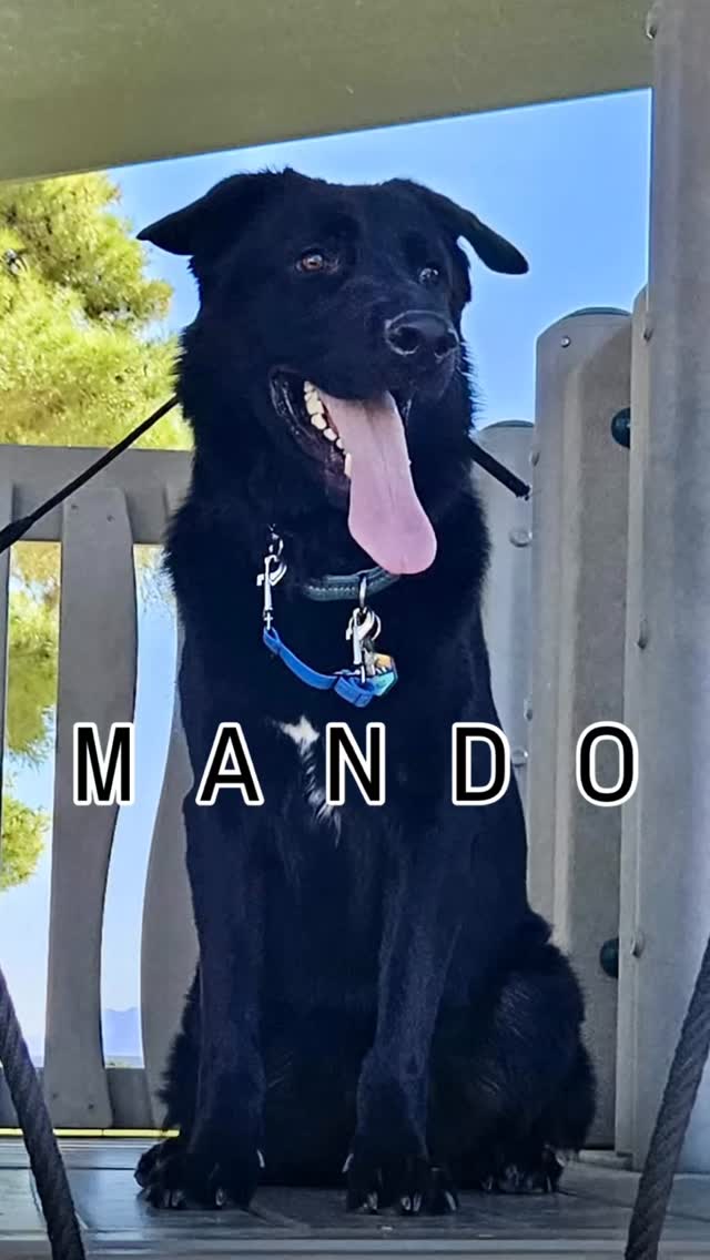 Meet 🐾 MANDO!
Mando is a board & train. He’s a defensive dog with severe reactivity…and he likes to scream lol. But first things first, have to get his brain working to start tiring him out.
So…PLACE 🐾 SIT 🐾 DOWN it is!
Also worked with him on waiting for permission to eat out of his food bowl.
#abetterpetdogtraining #lasvegasdogtrainer #dogtrainingvideos #dogreel #dogsoflasvegas #vegasdogs #explore #fypシ #dogboardandtrain #dogboardinglasvegas #mustlovedogs #doglife