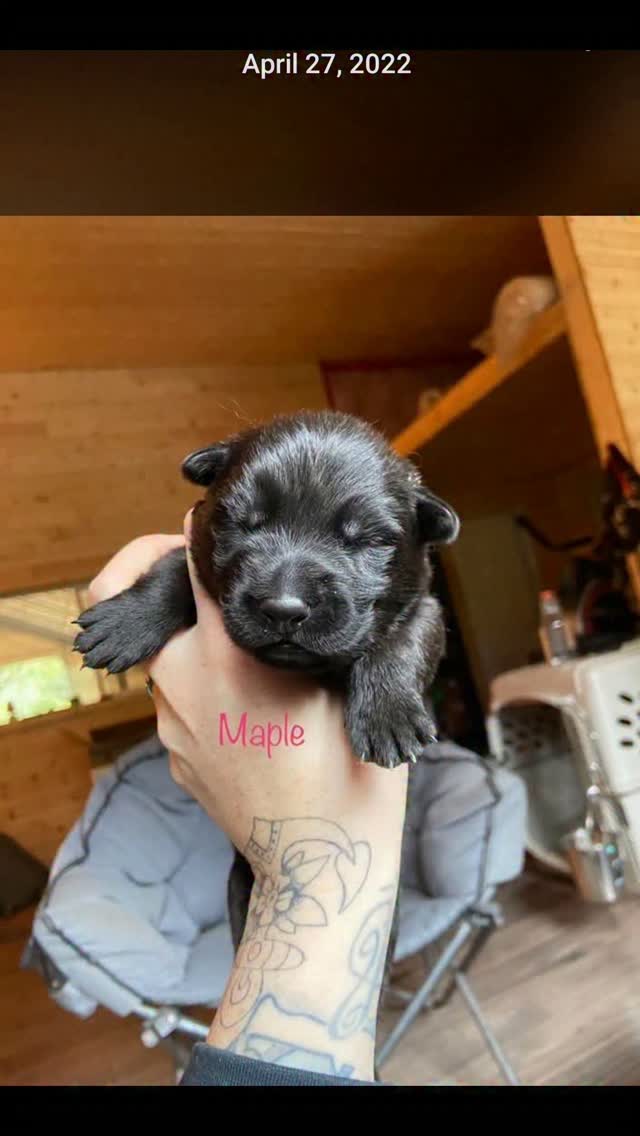 Team player!
#preparedness #landbased #outdooreducation #outdoorhealthandsafety #survival #jordansprinciple #share