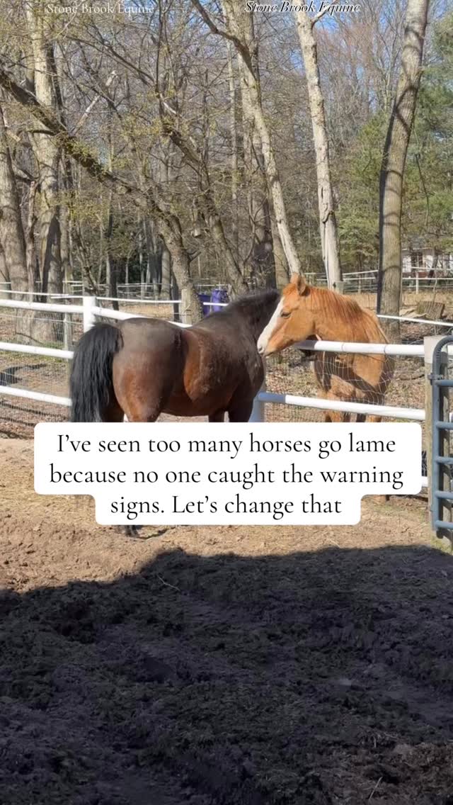 Most suspensory injuries don’t begin with a tear — they begin with tension.
Long before the swelling, heat, or lameness shows up, your horse’s body is quietly shifting under the surface, trying to compensate for discomfort somewhere else.
Here’s what you’ll often see first:
⚠️ Subtle shortening in stride length — especially behind.
⚠️ Difficulty maintaining collection or rhythm.
⚠️ Uneven push-off or “tripping” behind.
⚠️ Tension through the back and glutes that doesn’t release with work.
⚠️ Behavioral changes — reluctance to canter, hollowing under saddle, or resistance to engage.
These aren’t “training issues.” They’re the body’s early alarm system.
When the major muscle chains tighten and lose their ability to absorb shock, that strain travels downward — and the suspensory ligament becomes the final link in a chain that’s already overworked.
That’s where massage and acupressure change everything.
🌿 Massage restores elasticity to the muscle groups that support and protect the limb — the hamstrings, glutes, and longissimus. It improves circulation, reduces localized tension, and restores symmetry before the ligament is forced to compensate.
🌿 Acupressure addresses the energetic pathways (particularly the Bladder and Gallbladder meridians) that influence proprioception, muscle tone, and load distribution. By restoring balance through these channels, we reduce uneven stress that often leads to suspensory strain.
Together, they don’t just prevent injury — they retrain the body’s movement system to function as a connected, efficient whole.
Because true soundness doesn’t come from the leg —
it comes from harmony through the entire body.
🌿 Comment LEARN for my free acupressure guide for the horse’s back! 💕 Join Stone Brook Academy today to learn how to massage your own horse, step by step.
#preventioniskey #holistichealth #healer #holisticmedicine #equestrian #healingjourney #farmlife #ranchlife