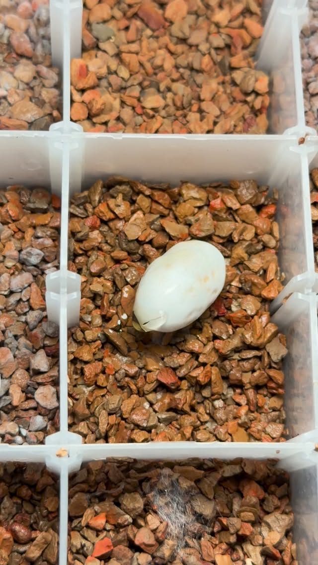 Our 200th hatch of the season also happens to be our 25th ChoCho. Very blessed to be apart of this project. #chocho #chochocrestedgecko