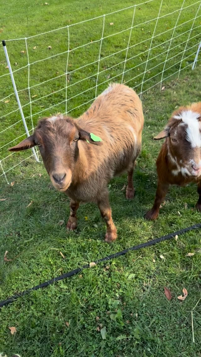 Our crew is finally home and we are ALL together again. 
🐐 + 🐏 + 👫 + 🏡 = 🫶🏼
#goats #sheep #wisconsin #grazing