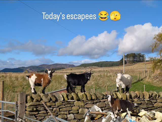 Escapees Pygmy's today!
Not the first time and it won't be the last. These boys can scale anything!
All safely herded back in now and munching on hay ❤️
#pygmygoats #goatsofinstagram #hobbyfarm #farmtour #pitlochry #perthshire #glampingscotland