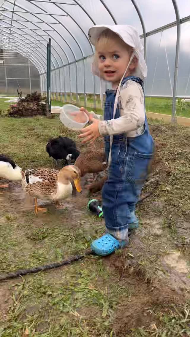 We live in strange times. People are suffering. Authoritarianism continues to rise. Attending sanctioned “No Kings” protests is a nice, safe, quiet way to say we acknowledge the darkness rising, but it doesn’t do much to disrupt the status quo — and it doesn’t at all impact corporations and leaders sucking us dry from their ivory towers — in fact, they prolly think it’s awfully cute.
What can we do instead? Google “mutual aid” and “direct action.” Then commit to a general strike — which is actually a righteous action that hits authoritarian folk in their gut, as it involves stripping them of the only thing that matters to them — money. generalstrikeus.com 🦆💦
And amid it all, we wish you as many moments of joy as our Tiny Treehorn experiences on the regular. It’s important to cherish these moments — to remind ourselves what is at stake if we don’t love thy neighbors. Joy is an act of resistance. It partners well with anger and love.
Watch to the end for a glimpse of the cutest, muddiest derrière this side of the Hudson.
#mud
#flowerfarm
#hudsonvalley
#flowerfarmer
#nokings
#domore
#directaction
#generalstrike
#themoreyouknow