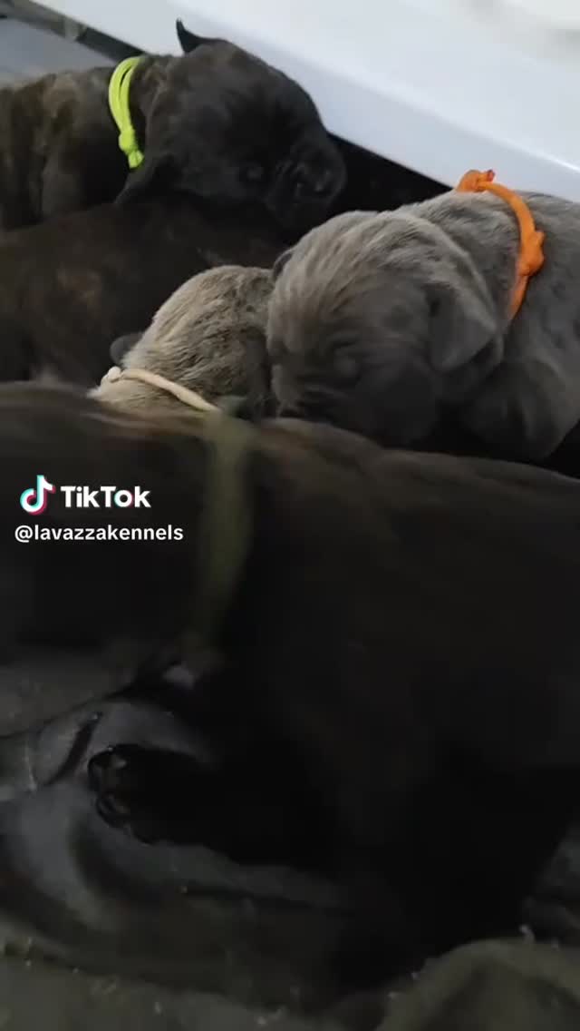 #canecorso #canecorsoofinstagram #canecorsofans #canecorsolife #canecorsolover #canecorsopuppy #canecorsoloversofinstagram #canecorsoitaliano #canecorsokennel #availablepuppies #canecorsopuppies #dogsofinstagram #rehoming #doglife #akcgrandchampion #dogoftheday #doggo #doggram #doggyeyes #cuteanimals #cutedogs #dogloversofinstagram #dogkennel #dogbreeder #akcshowdog #akcchampion #AKCshow #AKC #blessed