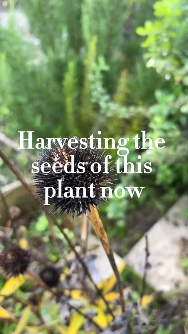 One Echinacea plant can provide medicine for your entire family for years. šø
Echinacea purpurea (Purple Coneflower) is a medicinal powerhouse and pollinator magnetāand every part is useful! Now is the time to harvest the seeds.
What Echinacea does:
⨠Boosts immune function and fights infections
⨠Shortens cold and flu duration significantly
⨠Reduces inflammation naturally
⨠Speeds wound healing and treats skin conditions
⨠Antimicrobial properties support oral health
How to harvest & use each part:
šø Flowers: Harvest when fully open during peak bloom (summer). Use fresh or dried for teas, tinctures, and infusions. Perfect for immune support at the first sign of a cold.
š Leaves: Harvest young leaves in spring/early summer before flowering. Use fresh or dried in teas and salves. Great for topical wound care and internal immune boosting.
š± Roots: Harvest in fall (after 2-3 years of growth) when the plant is dormant and medicinal compounds are most concentrated. Clean, chop, and dry for the most potent tinctures and decoctions. The root is considered the most powerful part for deep immune system support.
Harvest the whitish, tooth-shaped seeds from dried seed heads in fall, save some to replant, and leave plenty for the goldfinches and other birds who depend on them through winter.
Have you made Echinacea remedies? šæ
š Save or share if you think this can help a friend (super nice if you do) š«¶
š Follow@helloherbal.world for tips and DIYS for for natural health, non-toxic living and herbal remedies
#Echinacea #PurpleConeflower #MedicinalGarden #HerbalMedicine #GrowYourOwnMedicine #ImmuneSupport #HerbalHealing #PerennialGarden #SeedSaving #Herbalism #NaturalRemedy #PlantMedicine #MedicinalHerbs #GardenPharmacy #HerbGarden