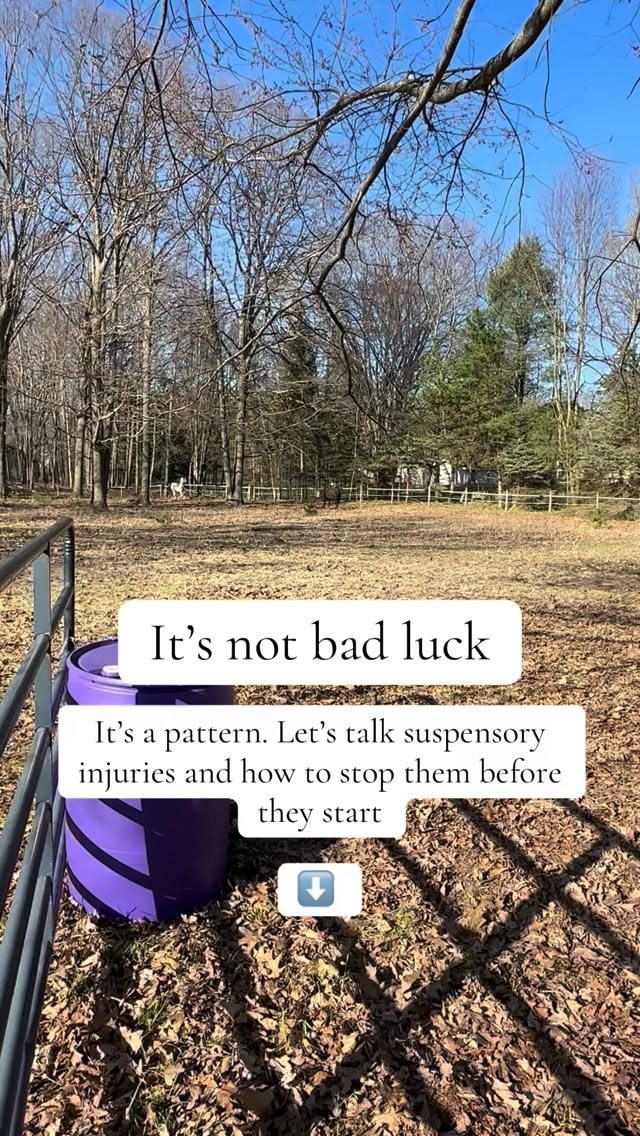 🐴 Suspensory injuries don’t come out of nowhere.
They build quietly — from tension, imbalance, and movement patterns your horse has been screaming about for months.
That’s why prevention isn’t just about leg wraps or footing… it’s about the whole body.
🌿 Massage loosens the chronic tension in the hind end, back, and shoulders — the same tightness that pulls on the legs and overloads the suspensories.
🌿 Acupressure restores proper energy flow through the Bladder and Gallbladder meridians, helping muscles fire evenly so one limb doesn’t carry the whole workload.
🏇 Long & Low Exercises retrain posture — lifting the back, engaging the core, and letting the limbs swing freely instead of jam under stress.
When you combine these three, you’re not just pampering your horse —
you’re bulletproofing their legs from the inside out.
Because suspensory injuries don’t start in the leg —
they start when the whole body stops working as a team.
✨ Inside my Online Equine Bodywork Academy, I’ll teach you exactly how to use these tools to:
🔹 Release hidden tension before it turns into injury
🔹 Activate the right muscles to protect the ligaments
🔹 Rebuild healthy, balanced movement for long-term soundness
Don’t wait for a diagnosis to start fixing the problem.
Start preventing it.
🎓 Learn how inside the Academy → links in my bio!
🌿 Comment LEARN to get my free acupressure guide for your horse’s back!
#equine #herbalmedicine #balance #holistichealth #equestrian