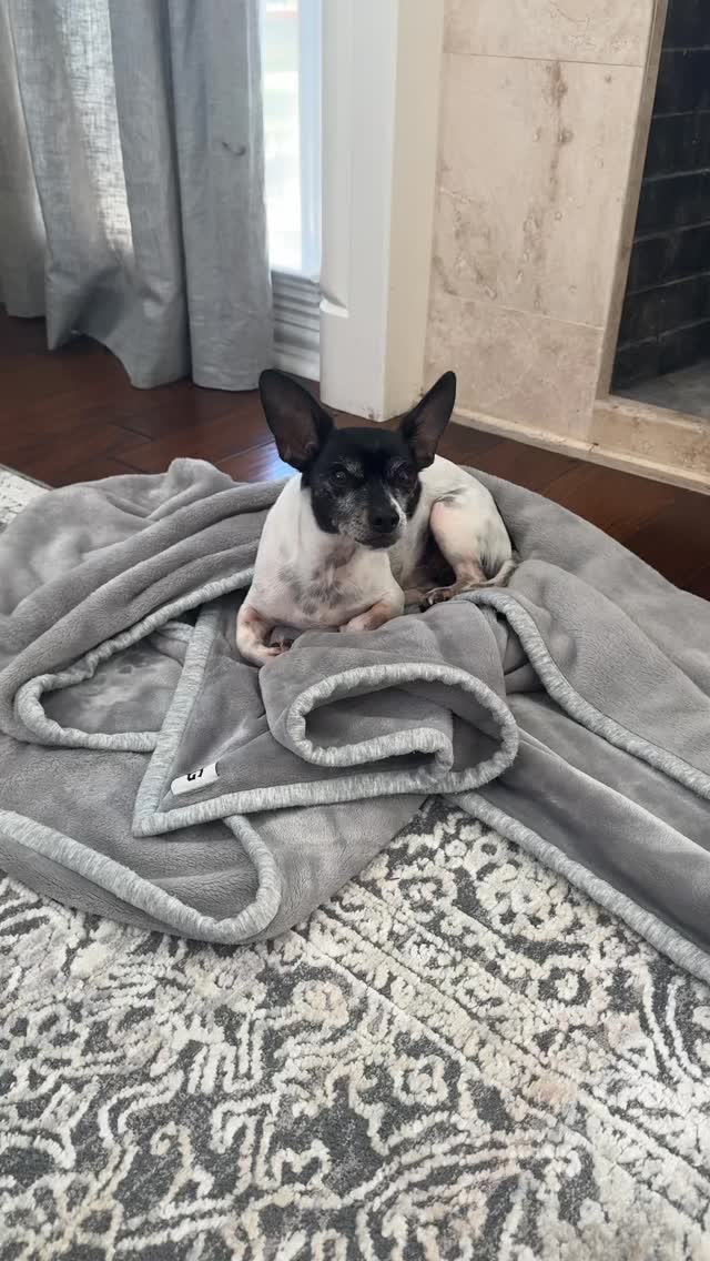 well he does try 🤣 #rescuedogs Join us at DOGAROOO — the Ultimate Dog Convention! 🐾🐕🐩
Mark your calendars 🗓️ March 6–7, 2027 at the @pasadena_conventioncenter in Pasadena, CA! This is the can’t-miss event for dog lovers everywhere. 🐶✨
Here’s what you & your pup can look forward to:
✨ Vendors & Sponsors with treats, toys, food & must-have products
🎓 Meet & learn from some of the world’s top dog trainers
🏡 On-site adoption area in partnership with local shelters ❤️
👑 Dog costume contest + “Best in Show” competition
🌳 Dog park, pet games, dog art, fashion and fun for the whole family
Our mission at Dogarooo Convention is simple: create the ultimate experience for dog owners while helping pups across California find their forever homes. 🐾
🐕💼 Interested in sponsoring or booking a booth? Email us through the link in our bio today!
📍 Pasadena Convention Center
📅 March 6–7, 2027
#Dogarooo #DogConvention #pasadenadogs #DogParents #DogsOfInstagram #amazonpets #amazondogs #convention #conventions #rescuedogsofinstagram #dogevent #dogreels #doginfluencer #doginfluencers #doginfluencersofinstagram #dogtoysofinstagram #petexpo #funnydogvideos #dogtraining #dogtrainers #funnydog #losangelesdogs #cutedog #doginfluencersofinstagram #funnydogreels #funnydog #funnydog #dogmeme #dogs #funnydogmemes #chihuahuas