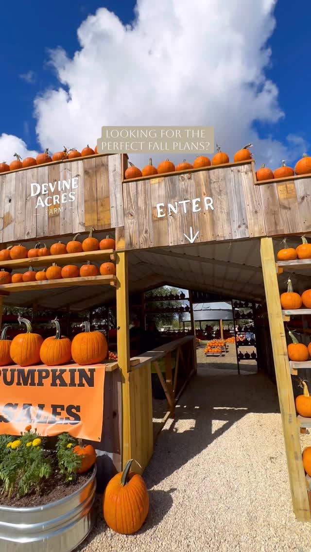 Only 2 weekends left of our fall season!🎃✨🌼
.
.
San Antonio area! You’re invited to Fall CountryFest at Devine Acres Farm. Open Saturdays & Sundays ‘til Nov. 2!
apple cider donuts • pumpkin patch • beer, wine & frozen cocktails • flower field • endless attractions • hayride • goat races • live music • pumpkin displays • festival food & dessert • donut shakes and MORE!