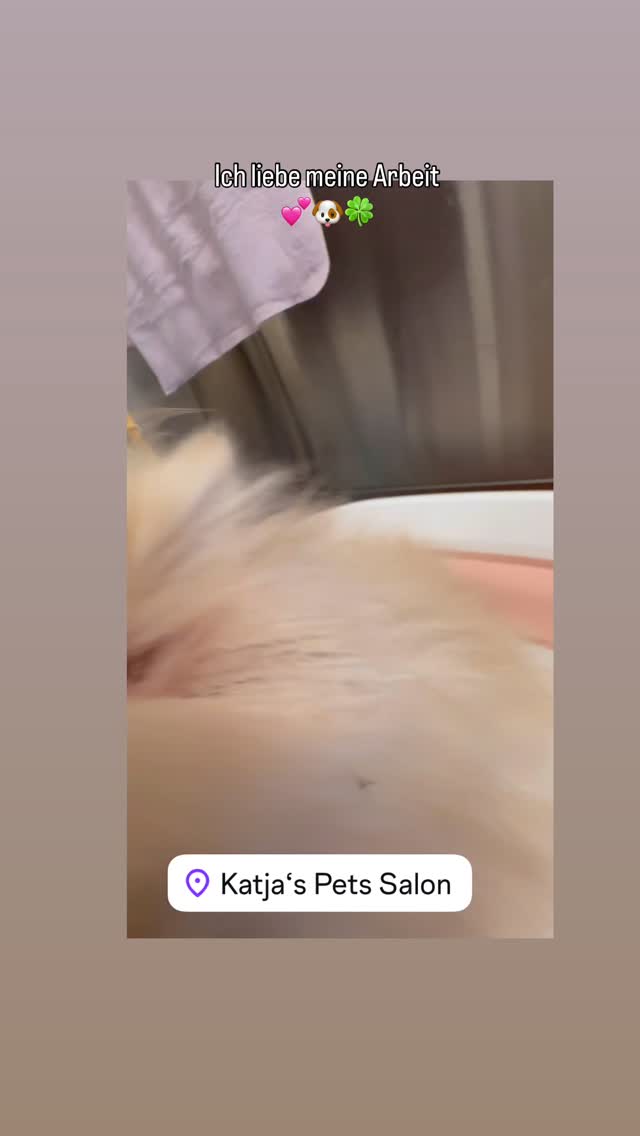 #hundesalon #pomeranian #grooming #luzern #luzern #maltese #pudel