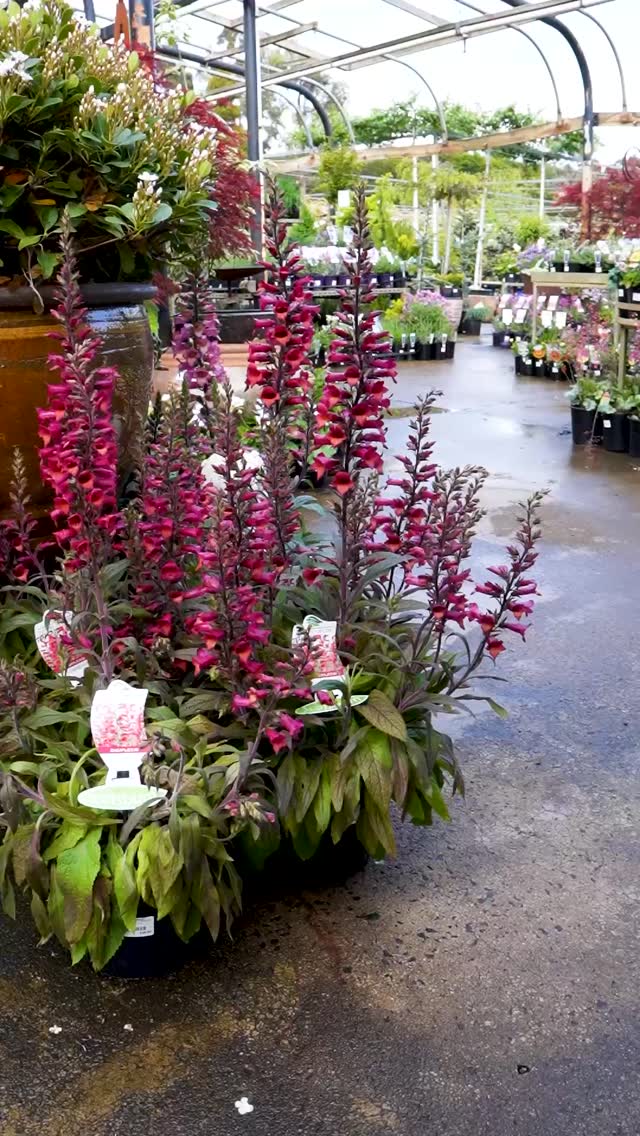 Perennials are the heart of a lasting garden, bringing colour, texture, and life year after year 🌸 At Macedon Nursery, we specialise in a diverse selection of perennials suited to our local climate, ready to make an enduring impact in any garden design. Whether you're looking to add seasonal interest or a reliable backdrop, our team is here to guide you to the right choices for your space.
.
.
.
.
.
.
#macedonnursery #macedongardensupplies #macedonrangesgardens #macedon #macedonranges #mountmacedon #woodend #gisborne #mountmacedon #melbournegardens #macedonrangesnaturallycool #visitvictoria