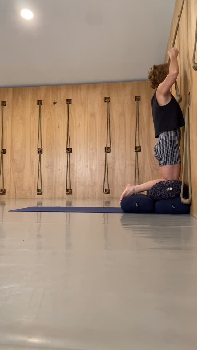 Backbends week here @yogakurunta and this is the perfect opportunity to share this variation of a drop back that @unapologeticallyamandakoh posted a while back.
💡Some tips: if I’m remembering correctly I believe she used the rope wall as well but it’s not necessary. You can stretch the arms up to get length in the side body and the hands at the hips and elbows squeeze back and in to help lift the upper back.
After many repetitions I do find it necessary to get the toes turned under and balls of the feet to the floor. This action will help you move the pubis forward but you also need it to get your feet to the ground once you start dropping back!!
⚠️Practice safely and have a spotter if dropping back is new to you!
.
.
.
#yogakurunta #yogakuruntasa #sanantonioyoga #210yogis #yogainsanantonio #sanantonioyogateacher #satxyoga #dropbacks #backbend #backbends #backwardextensions #iyengaryoga #yogaropewall #ropewallyoga #dosomethingthatscaresyou