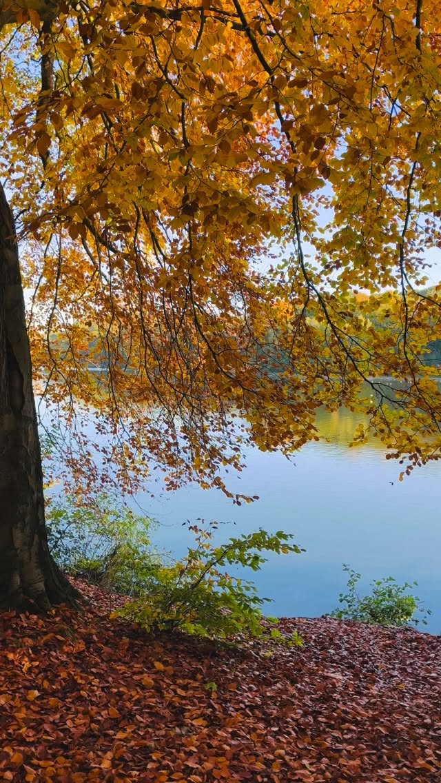 🍁 AUTUMN IS HERE - officially my favourite season 🍁
A perfect time to tune into your health and hormones, in anticipation for the festive season.
Here are 3 foods + habits to keep on your radar this season:
Healthy fats + quality protein (think: salmon, avocado, nuts) = fuel for hormone production & better blood sugar.
Fibre-rich plant foods = feed your gut, support hormone detox & balance.
Tiny seeds that pack a punch (flax, pumpkin, sesame) = great for women’s hormonal health.
Bonus: Sleep, hydration, movement matter just as much.
Warm wishes, Dr Grace 🍂
#womenshealth #hormonenutrition #autumnwellness #nutritionadvisor #hormonebalance #womenandwellness