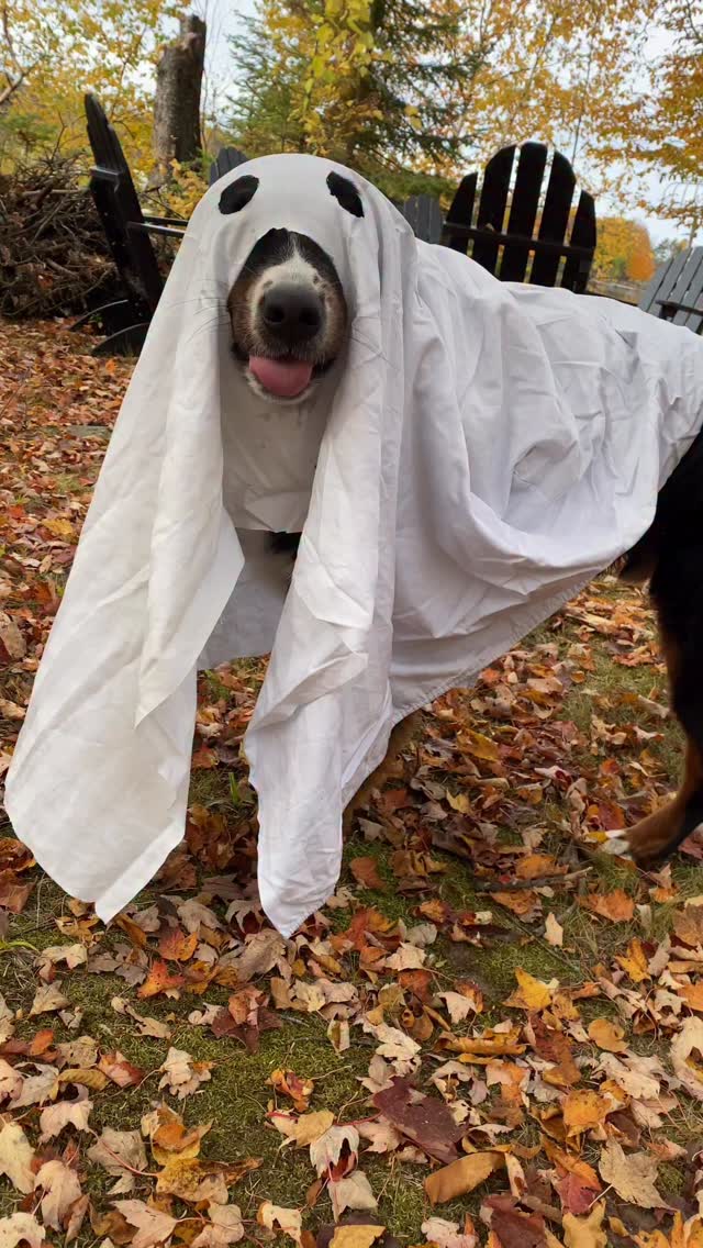 Boo! 👻
Did Ernie scare you??
(He might have scared himself a little bit…)