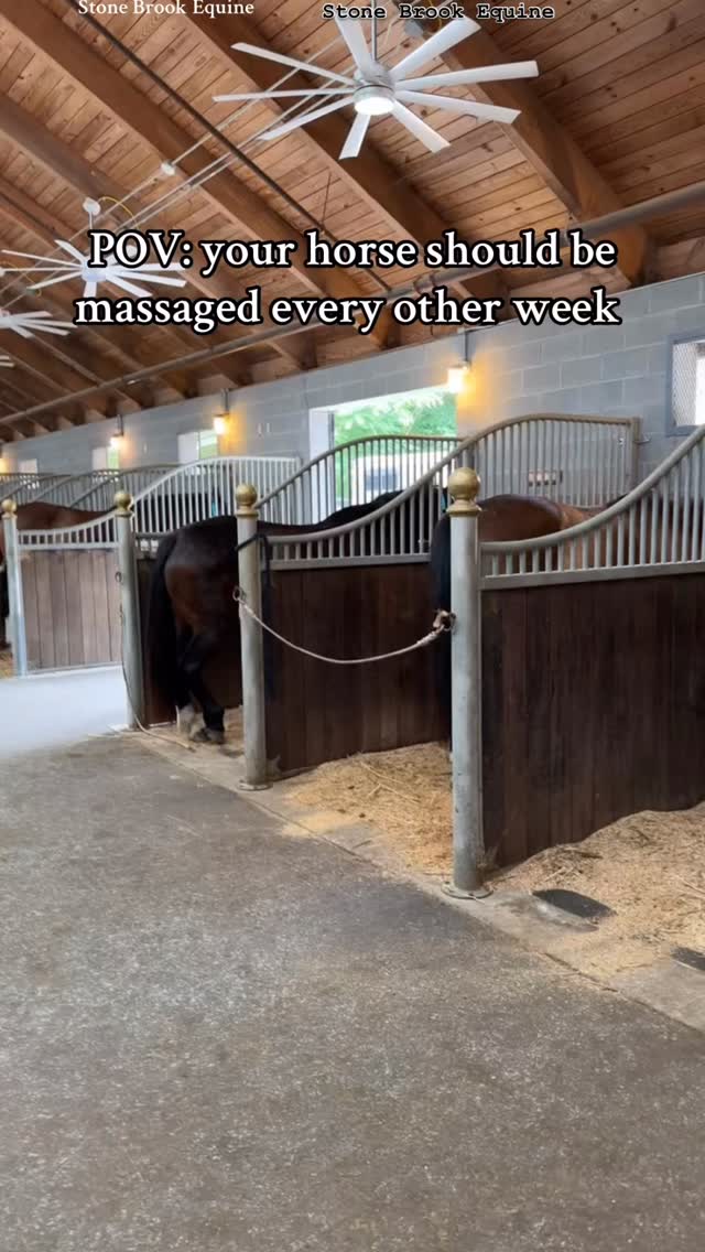 💥 Your Horse Doesn’t Just Deserve a Massage — They Need One.
Think about it: your horse carries a saddle, a rider, and their own weight — every single day.
Muscles tighten. Fascia sticks. Circulation slows.
And before you know it, your “lazy,” “stiff,” or “grumpy” horse is actually just… sore.
Here’s the truth 👇
A biweekly massage can transform your horse’s body — and their mind.
✨ It keeps the back soft and lifted
✨ Prevents tension before it becomes injury
✨ Builds a stronger topline
✨ Deepens your bond through touch and trust
The best part?
👉 You don’t have to hire a pro every time.
You can learn to do it yourself — safely, effectively, and with confidence.
That’s exactly what I teach inside Stone Brook Academy online— how to understand your horse’s body, find the sore spots, release them, and help your horse feel incredible again.
Because real care doesn’t happen in a clinic —
It happens in the quiet moments,
Between you and your horse. 💞
Ready to start? 🖐️
Join my Massage Academy and learn how to make every touch count.
💫 Comment LEARN to get your free acupressure guide to a healthy back
#equestrian #bodywork #holistichealth #healer #farmlife